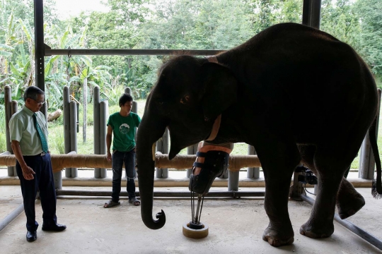 Miris, dua gajah Thailand ini kehilangan kaki karena ranjau darat