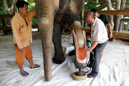 Miris, dua gajah Thailand ini kehilangan kaki karena ranjau darat