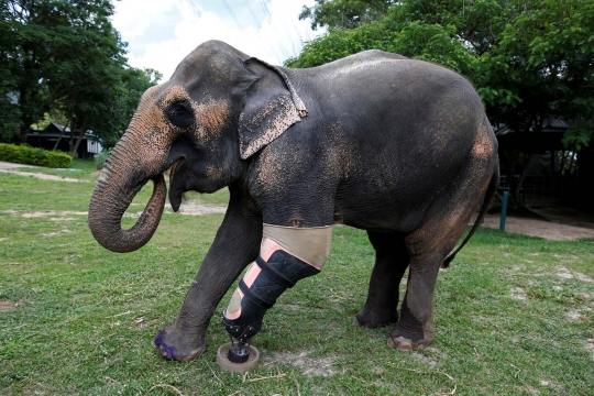 Miris, dua gajah Thailand ini kehilangan kaki karena ranjau darat