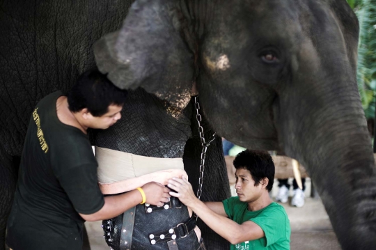 Miris, dua gajah Thailand ini kehilangan kaki karena ranjau darat