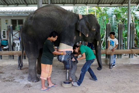 Miris, dua gajah Thailand ini kehilangan kaki karena ranjau darat