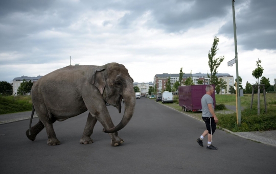 Aksi pria di Berlin keliling kota bersama gajah