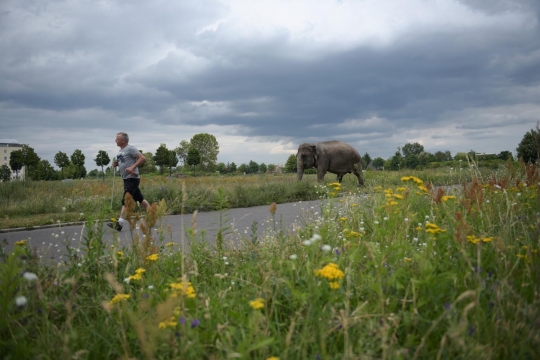 Aksi pria di Berlin keliling kota bersama gajah