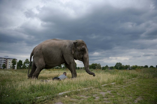 Aksi pria di Berlin keliling kota bersama gajah