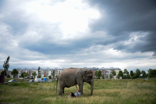 Aksi pria di Berlin keliling kota bersama gajah