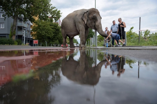 Aksi pria di Berlin keliling kota bersama gajah
