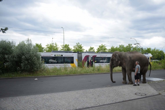 Aksi pria di Berlin keliling kota bersama gajah