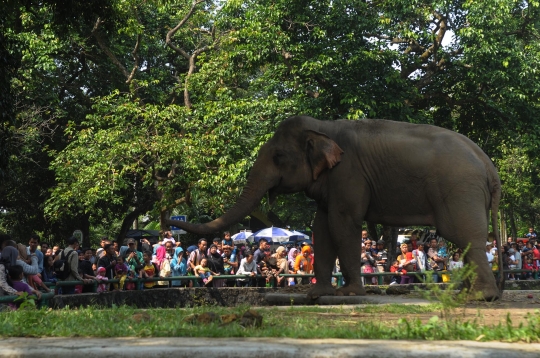 Keseruan mengisi libur Lebaran di Kebun Binatang Ragunan