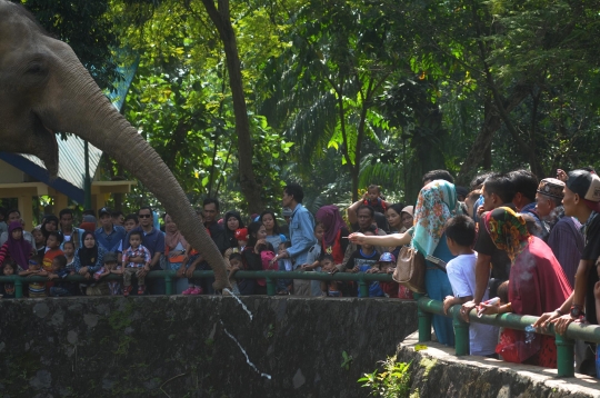 Keseruan mengisi libur Lebaran di Kebun Binatang Ragunan