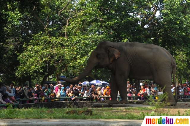 Gajah Sumatera Di Kebun Binatang Ragunan Youtube