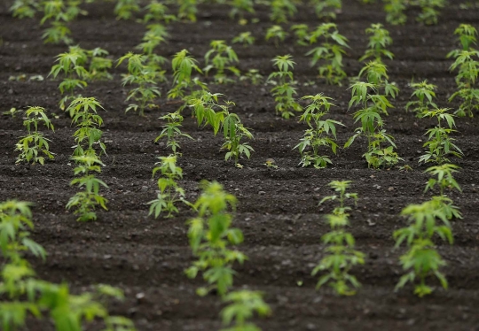 Melihat suburnya ladang ganja terbesar di Jepang