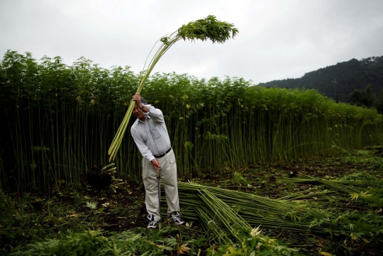 Melihat suburnya ladang ganja terbesar di Jepang