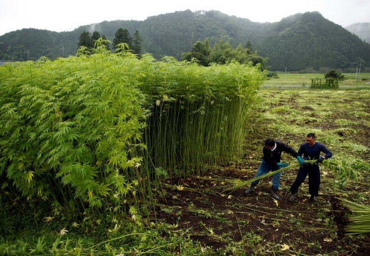 Melihat suburnya ladang ganja terbesar di Jepang