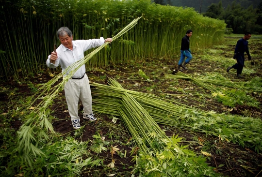 Melihat suburnya ladang ganja terbesar di Jepang