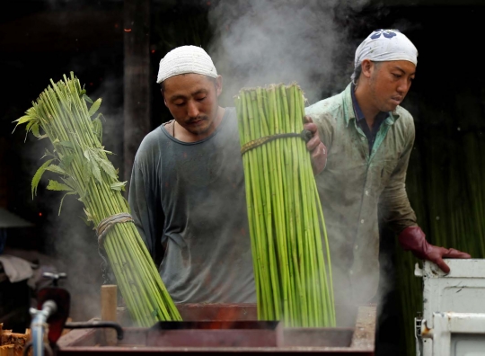 Melihat suburnya ladang ganja terbesar di Jepang