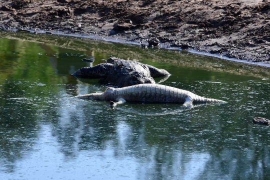 Tragis, predator ditakuti di sungai Paraguay mati kekeringan