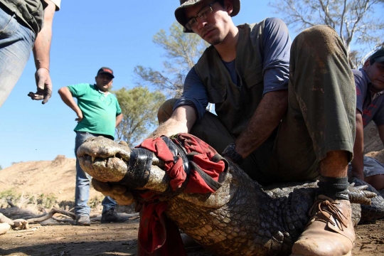 Tragis, predator ditakuti di sungai Paraguay mati kekeringan