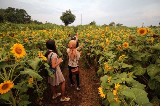 Menengok indahnya kebun bunga matahari di Kediri