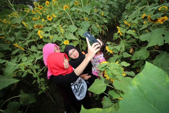 Menengok indahnya kebun bunga matahari di Kediri