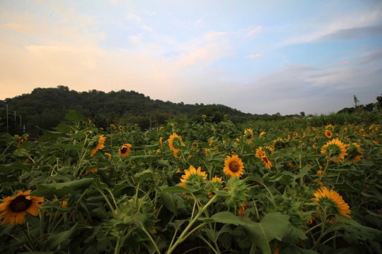 Menengok indahnya kebun bunga matahari di Kediri