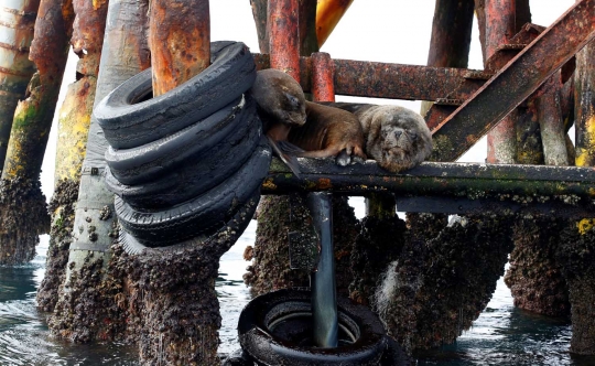 Kehidupan singa laut dan lumba-lumba di tengah kilang minyak Peru