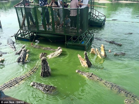 Foto turis kasih makan buaya di penangkaran bikin heboh netizen
