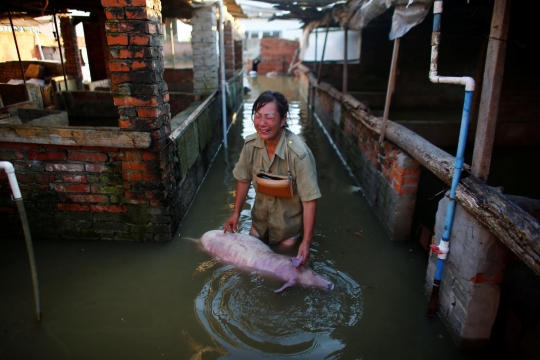 Wanita ini menangis histeris karena babinya mati terendam banjir