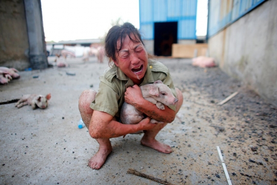 Wanita ini menangis histeris karena babinya mati terendam banjir