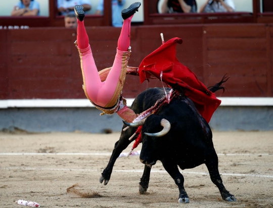 Keganasan banteng seruduk matador hingga terkapar