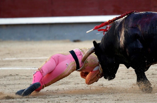 Keganasan banteng seruduk matador hingga terkapar