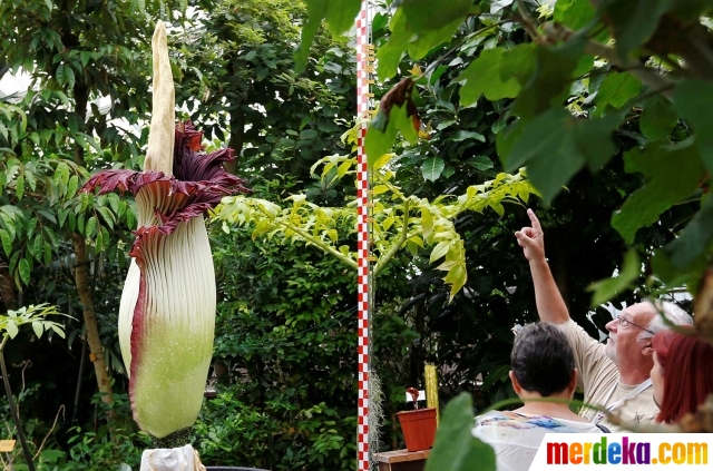 Foto Bunga  bangkai raksasa dari  Sumatera hebohkan warga 