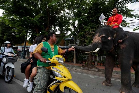 Aksi gajah Thailand ikut kampanye jelang referendum