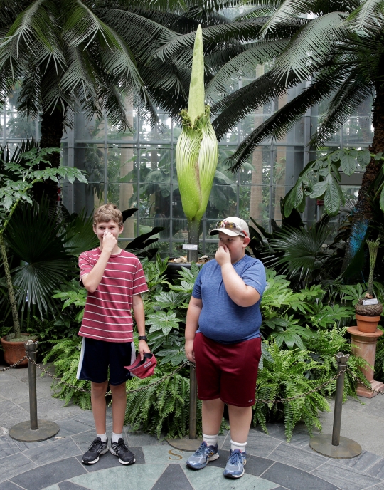 Antusiasme warga AS menyaksikan bunga bangkai raksasa Titan Arum