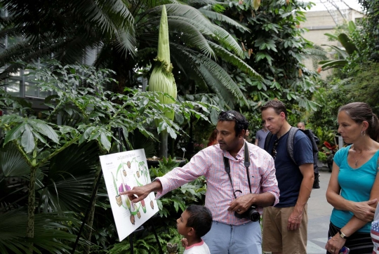 Antusiasme warga AS menyaksikan bunga bangkai raksasa Titan Arum