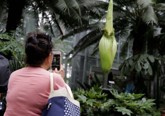 Antusiasme warga AS menyaksikan bunga bangkai raksasa Titan Arum