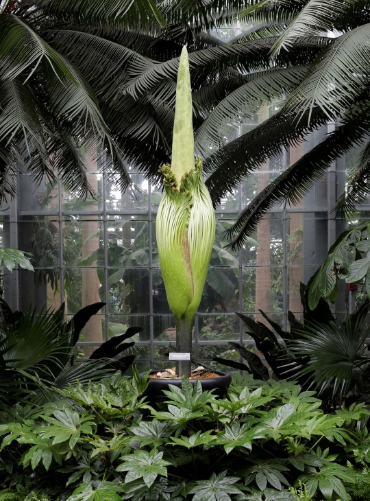 Antusiasme warga AS menyaksikan bunga bangkai raksasa Titan Arum