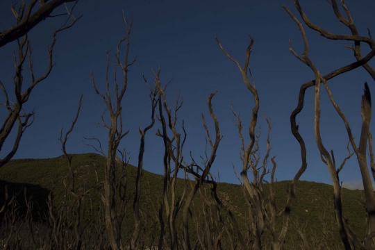 Menengok kondisi Hutan Mati di Gunung Papandayan