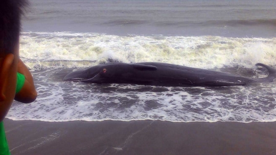 Ini foto penampakan paus 2 ton lebih yang terdampar di pantai Aceh