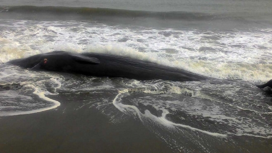 Ini foto penampakan paus 2 ton lebih yang terdampar di pantai Aceh