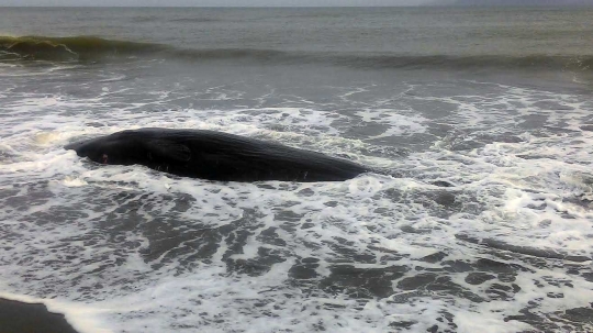 Ini foto penampakan paus 2 ton lebih yang terdampar di pantai Aceh