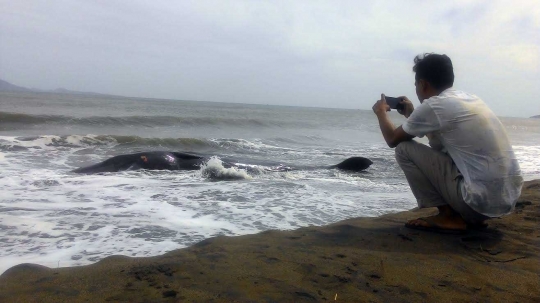 Ini foto penampakan paus 2 ton lebih yang terdampar di pantai Aceh