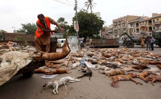 Nasib tragis puluhan anjing liar di Pakistan mati diracun