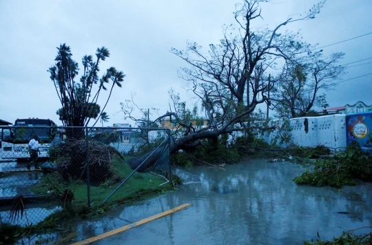 Dahsyatnya Badai Earl tumbangkan pohon-pohon di Belize