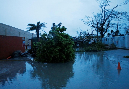 Dahsyatnya Badai Earl tumbangkan pohon-pohon di Belize