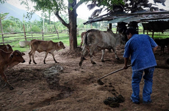 Pa Deng, desa mandiri dan kreatif hidup dari kotoran & sampah