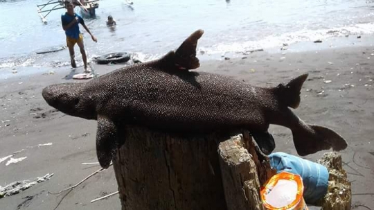 Penampakan ikan aneh yang gegerkan warga Manado