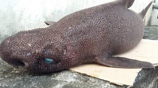 Penampakan ikan aneh yang gegerkan warga Manado