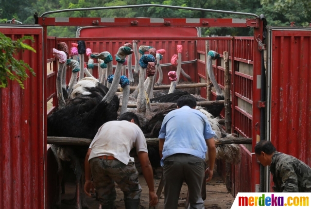 Foto Tingkah Lucu Kawanan Burung Unta Pakai Masker Saat