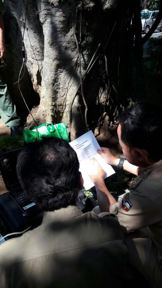 Ratusan pohon rawan tumbang di Bogor diberi KTP