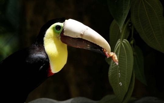 Kisah burung tukan Grecia hidup dengan paruh buatan printer 3D